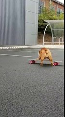 Skateboard : ce bébé Bulldog apprend à en faire !