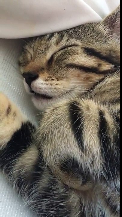 Ce chat "parle" en dormant... trop mignon sa petite bouche !