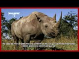 [NocauteTV] Convenção Internacional de Comércio de Espécies da Flora e da Fauna em Extinção