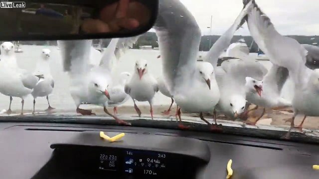 Jetez des chips aux mouettes à travers le pare brise de la voiture pour les rendre fou !