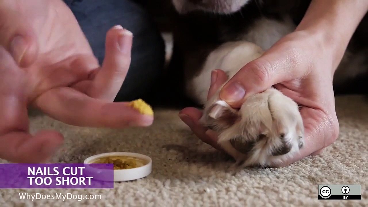 What To Do If Dog's Nails Are Bleeding