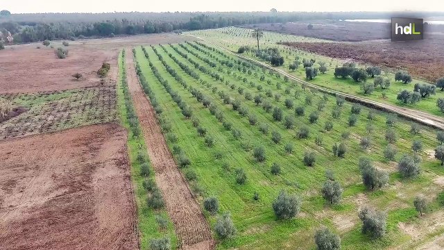 HDL Ec2ce, inteligencia artificial y big data para combatir plagas en el sector agrario