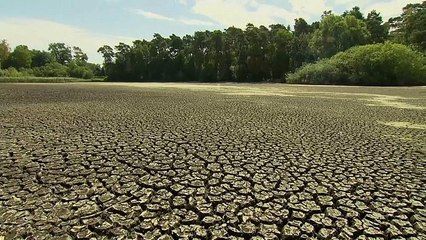 مرگ گستردۀ ماهی‌ها در برلین در پی گرمایش هوا