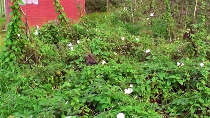 Big Giant Spider Climbs Overhead on Power Cables 3D arrggh