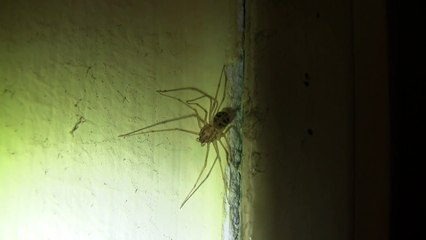 Spitting Spider (Ragno Sputatore)