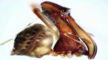 Scientists Discover 18 new Spider Hunting Pelican Spiders in Madagascar | Latest News
