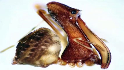 Scientists Discover 18 new Spider Hunting Pelican Spiders in Madagascar | Latest News