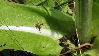 Crab spider stalking fly