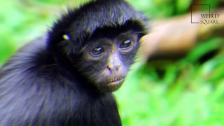 Interesting facts about black spider monkey by weird square