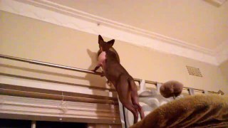 Sphynx Cat Ninja trying to catch a huntsman spider.