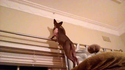 Sphynx Cat Ninja trying to catch a huntsman spider.