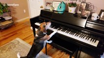 Pooch ‘plays' piano and howls loudly until baby tells him to knock it off