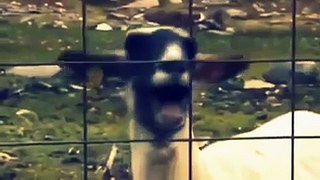 Taylor Swift talks and res to the video of the screaming goat