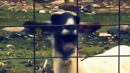 Taylor Swift talks and res to the video of the screaming goat