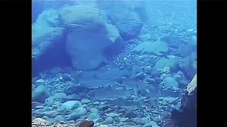 Salmon fishing in Iceland with underwater camera