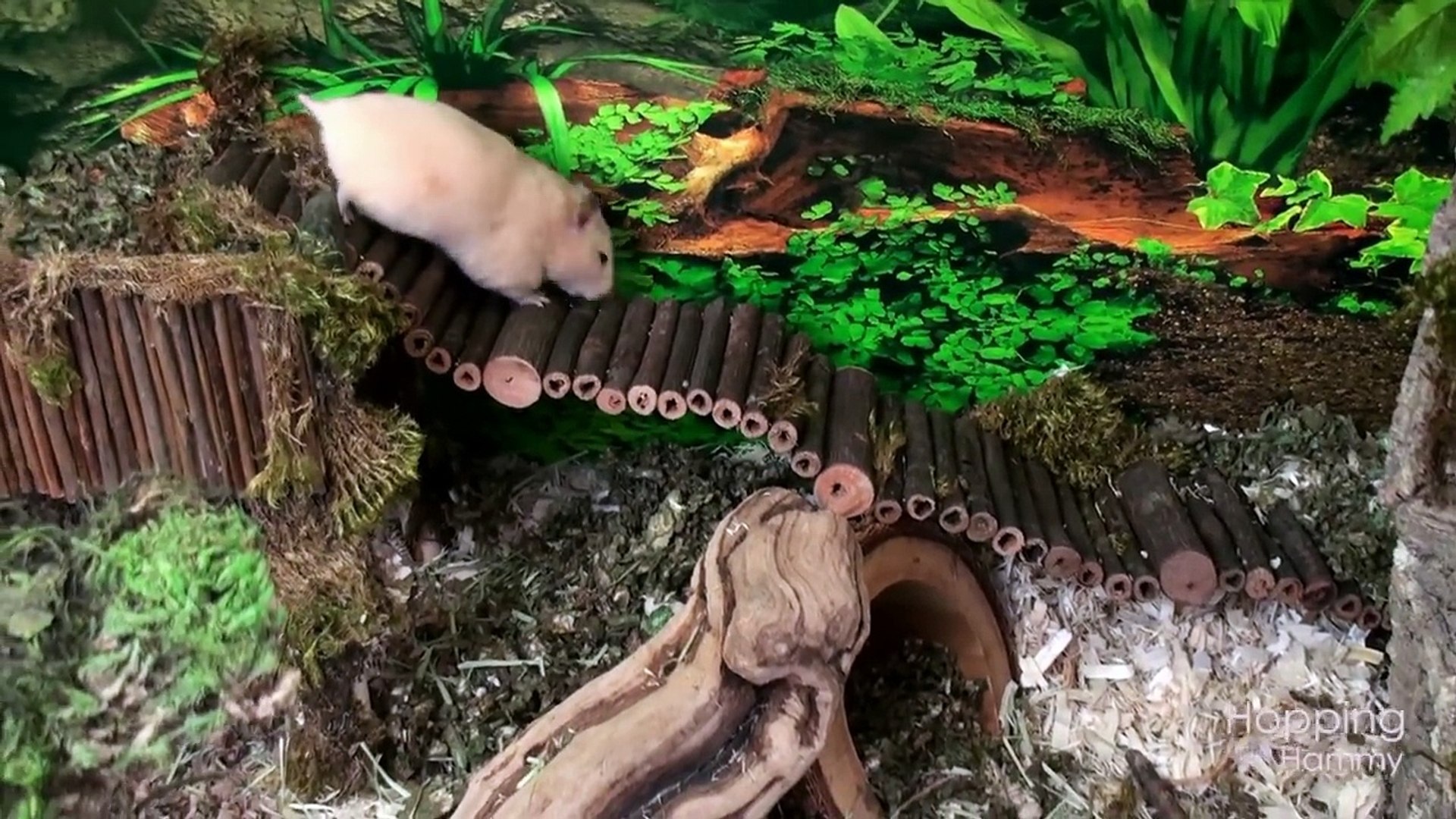 rainforest hamster cage