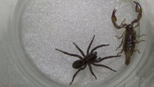 Wolf Spider vs Scorpion