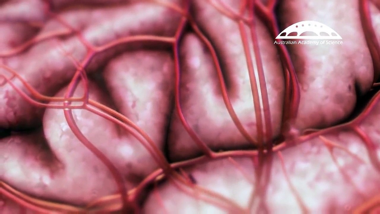 Inspiring Smarter Brain Research in Australia - Animation, Drew Berry