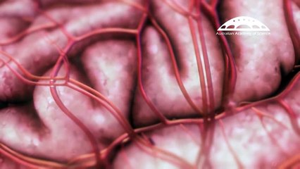 Inspiring Smarter Brain Research in Australia - Animation, Drew Berry