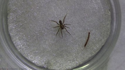 Centipede vs Wolf Spider