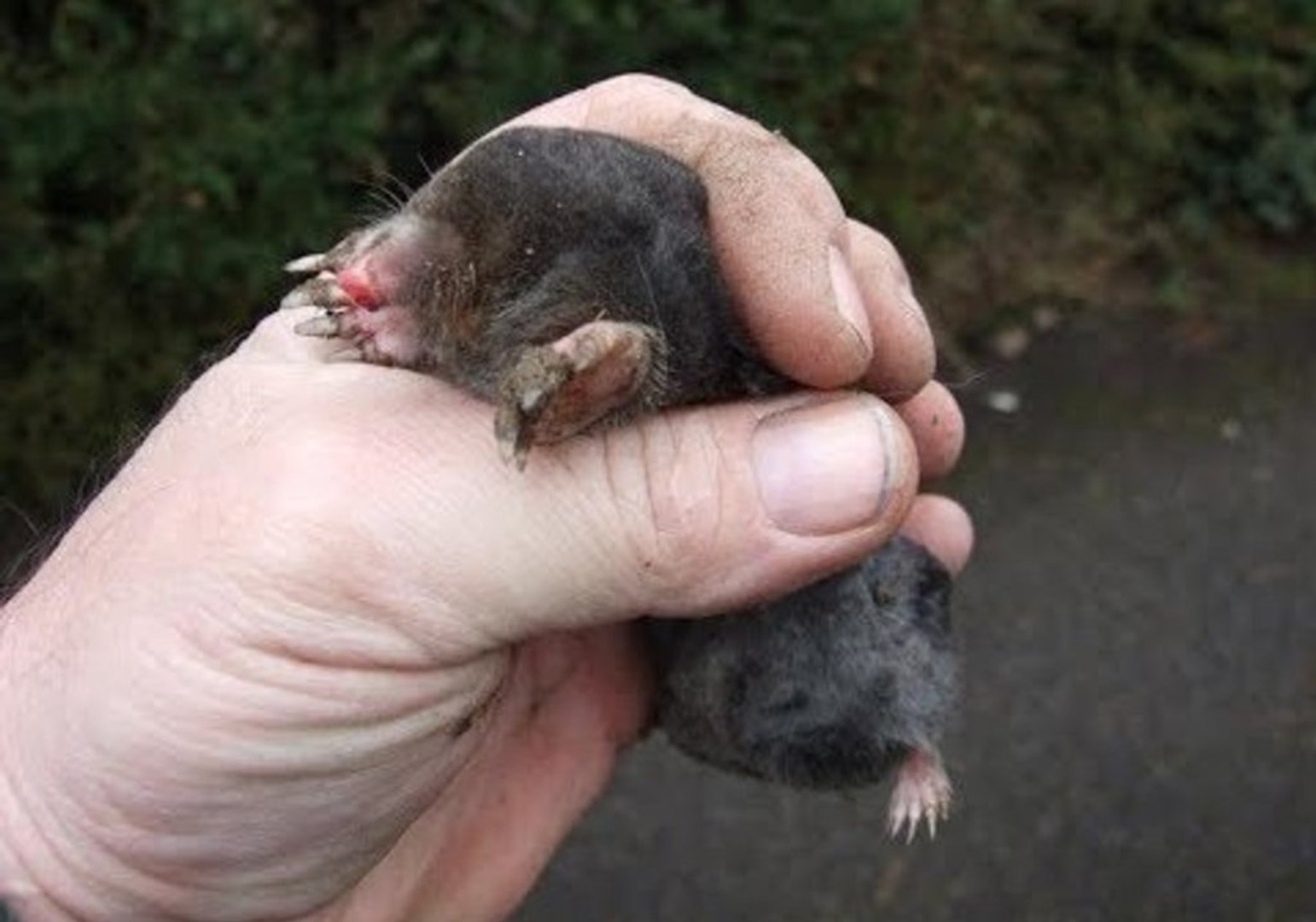 This Guy Blasts Celine Dion Music To Remove Moles From Backyard Video Dailymotion