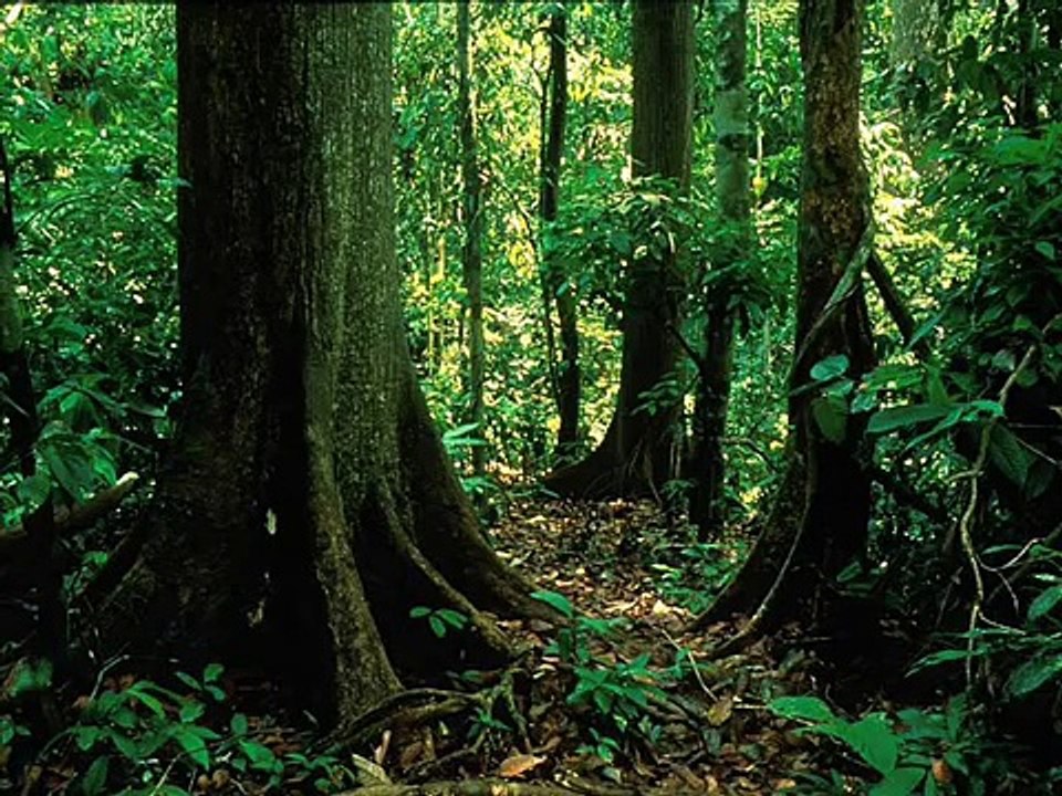Rainforest Sound