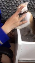 Cats reaction when you touch a cat's paw