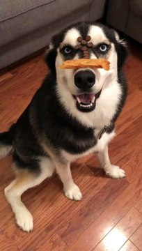 Dog Balancing and Catching Treats on Nose
