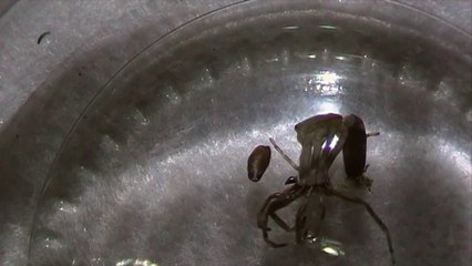 Spider Shedding,moulting