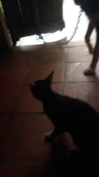 Cat Viciously Attacks dog