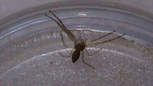 Marbled Crab Spider