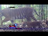 Harimau Sumatera Memiliki 3 Anak di Kawasan Konservasi - NET 5