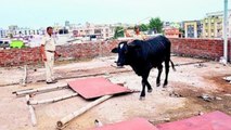 Bull stuck on rooftop of house, rescued by locals | OneIndia News