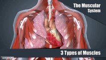 The Muscular System Explained In 6 Minutes