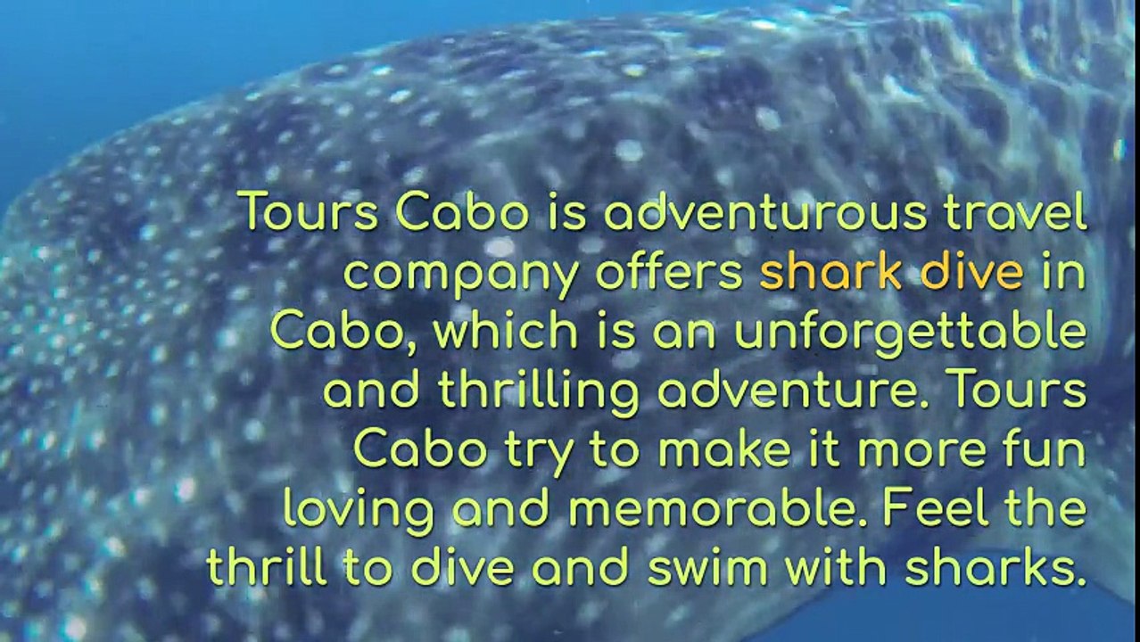 Cabo Shark dive