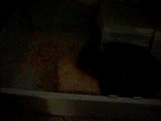 Fripon se battant vaiallment contre le copeaux de bois