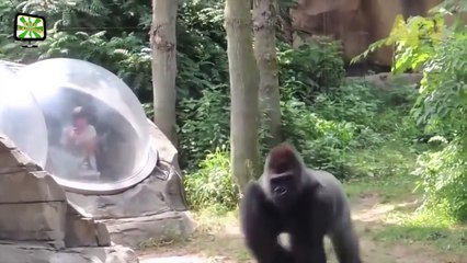 FUNNY Wild Animals Play & Attack Babies Fail Because Glasses in the Zoo   Funny Complilation