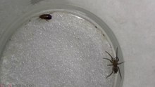Gnaphosidae ground spider