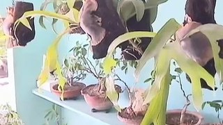 Incursiona cienfueguero sobre el arte de cultivar bonsái