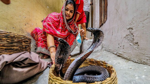 Nag Panchami: नागपंचमी के दिन सांप को दूध पिलाने का नहीं है कोई वैज्ञानिक आधार, जानिए क्यों |Boldsky
