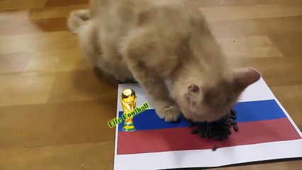 Achille The Cat CROATIA vs RUSSIA Prediction Quarter finals World Cup 2018  Who  HD