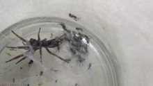 White Tailed Spider babies