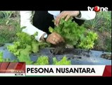 Wisata Kebun Organik Bangka di Belitung
