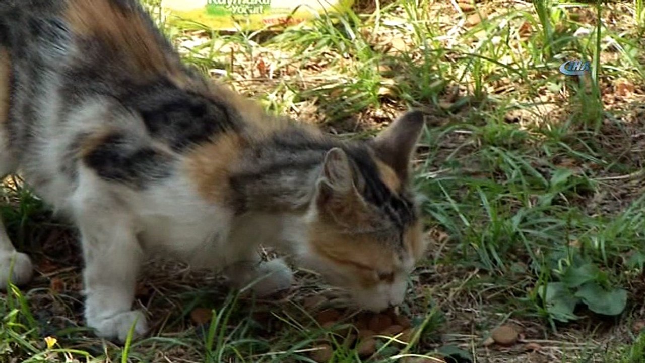 Küçükçekmece’de sokak hayvanlarına yem ve su takviyesi