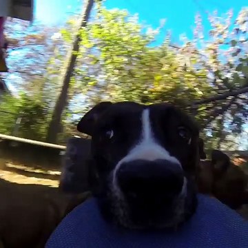 Un chien vole une GoPro