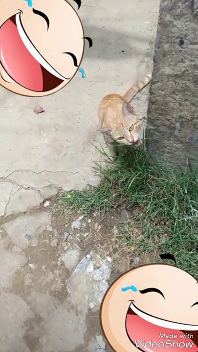 Cat is eating grass