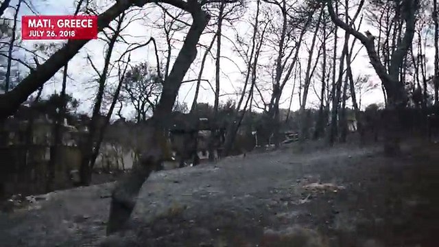 Dog In Recovery After Surviving Greek Wildfires