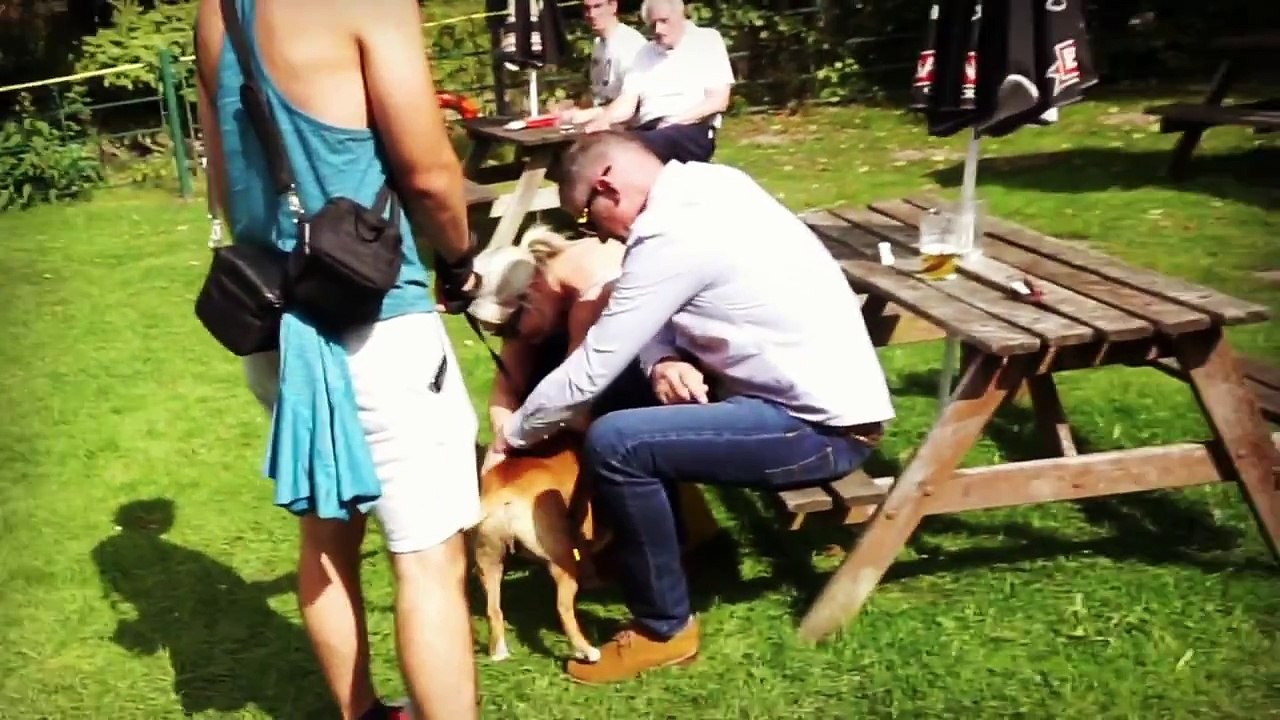 Staffordshire Bull Terrier Dog out with his best friend for a summer walk.