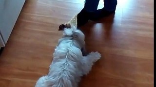 Lazy Shih tzu dog ​​plays with its teddy bear