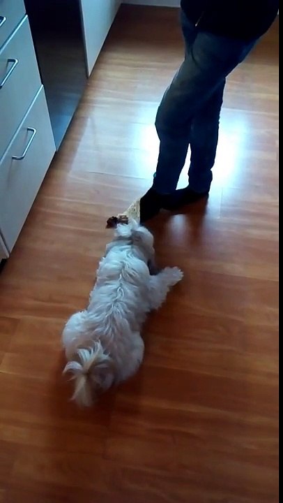 Lazy Shih tzu dog ​​plays with its teddy bear